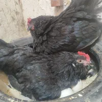 مرغ کرک کرچ مرندی