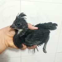 جوجه ابریشمی