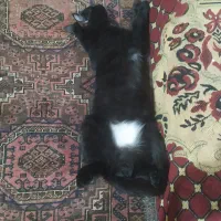 گربه|گربه|زاهدان, |دیوار