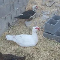 مرغ خروس جوجه گلین اردک روسی|حیوانات مزرعه|شیراز, گویم|دیوار