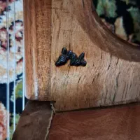 کمانچه|سازهای سنتی|نورآباد, |دیوار