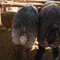 بره کشتاری چاق|حیوانات مزرعه|اقلید, |دیوار