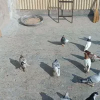 رنگه جوجه بوم|پرنده|بجنورد, |دیوار