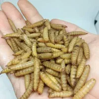 لارو مگس سرباز سیاه