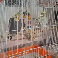 فروش عروس هلندی با تمام تجهیزات