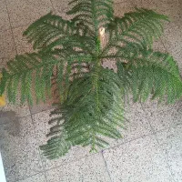 گل کاج متبع