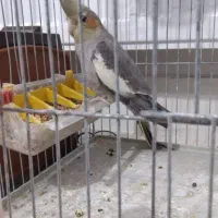 عروس جهت معاوضه