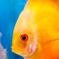 دیسکس ۳ اینچ|ماهی|فولادشهر, B2|دیوار