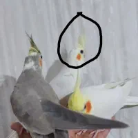 عروس هلندی سه عدد|پرنده|صحنه, |دیوار