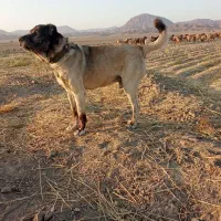 سگ گله|سگ|نیمبلوک, |دیوار