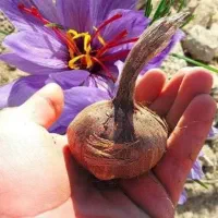 پیش فروش پیاز زعفران داریم