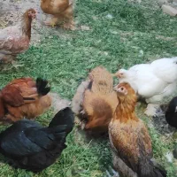 تخم مرغ خوراکی