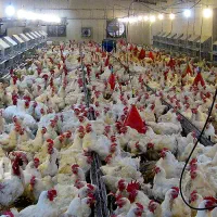 کارگر مرغداری