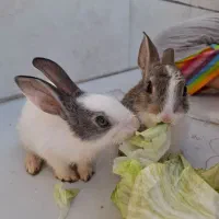 خرگوش