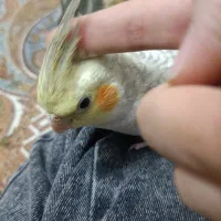 عروس هلندی|پرنده|نسیمشهر, |دیوار