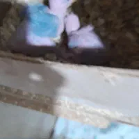 شاه طوطی|پرنده|رشت, آب آسیاب|دیوار