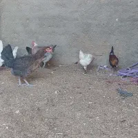 مرغ بومی|حیوانات مزرعه|اصفهان, زاجان|دیوار