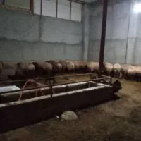 ۴۲۰۰ متر دامداری محدوده سرهنگ|فروش دفتر صنعتی، کشاورزی، تجاری|جلگه رخ, |دیوار