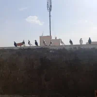 همه جور کفتری موجود هست کفتر پرشی و زینتی|پرنده|اصفهان, باتون|دیوار