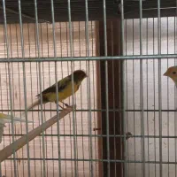 قناری رسمی بلند|پرنده|تهران, حشمتیه|دیوار