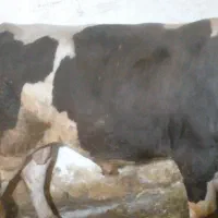 فروش گاو نر