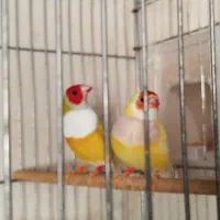 گلدین بنگالی نرگسی قناری