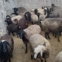 ۴۲راس میش بره دار خریداری زنگ بزن مزاحم نشید