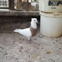 ماده طوقی|پرنده|خرمشهر, |دیوار