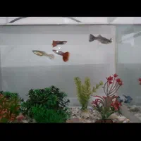 لوازم آکواریوم