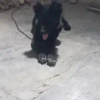 سگ  ماده چهار ماه قدرجونی