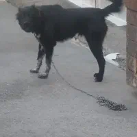 سگ قدرجونی نر 6ماهه