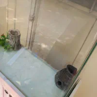 آکواریوم|ماهی|کرج, عظیمیه|دیوار