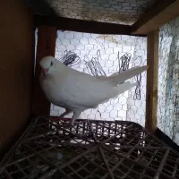 کبوتر املش|پرنده|املش, |دیوار