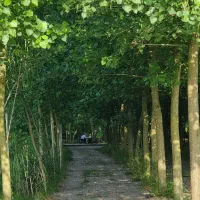 هم ویلابخر، هم طبیعت رولمس کن