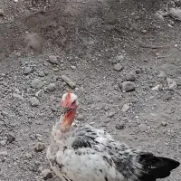 وار‌(گردن‌لخت)