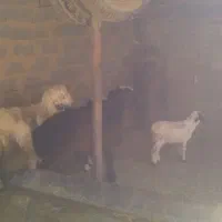 بره قوچ شال|حیوانات مزرعه|طسوج, |دیوار