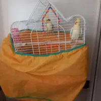 عروس هلندی جفت