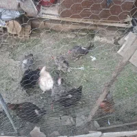 مرغ تخم گذار