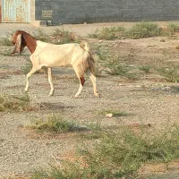 بز پاکستانی|حیوانات مزرعه|بوشهر, |دیوار