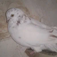 6تاسفید چشم زرد|پرنده|زرند, |دیوار