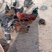 خروس 3تا بوقلمون2تا مرغ شاخدار2تامرغ مینیاتوری|پرنده|دشتابی, |دیوار