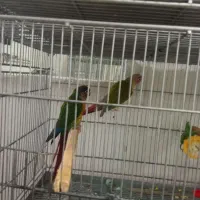 گیرینچیک مولد.|پرنده|بروجرد, |دیوار