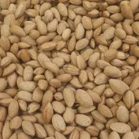 بادام تلخ