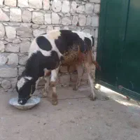 گوساله نر