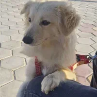 سگ پامر اشپیتز