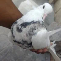 کبوتر زاغ و طوقی|پرنده|اهواز, ۲۰۰۰واحدی|دیوار