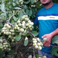 نهالستان بزرگ پالیز دارای ارقام متنوع پربار