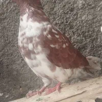 کبوتر گرگی زوردار|پرنده|هرسین, |دیوار