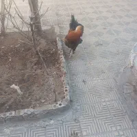 خروس لهستانی