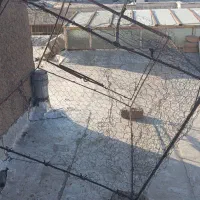 دام کفتر گیری در قرقره ای